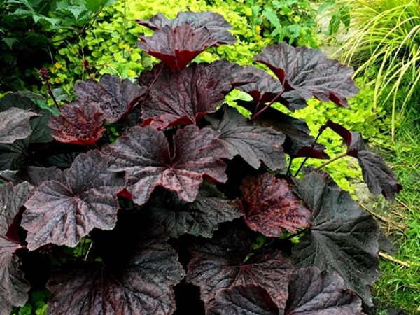 Alūnė ,Dark Magic' (lot. Heuchera) Alūnė ,Dark Magic' (lot. Heuchera)